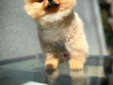 Pomeranian Boo