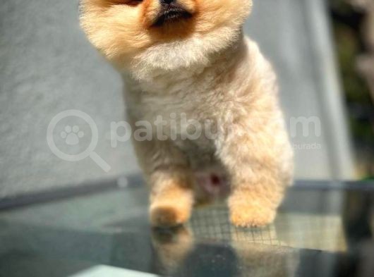 Pomeranian Boo görsel