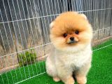 Pomeranian Boo