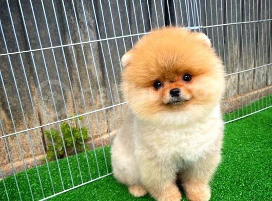 Pomeranian Boo görsel