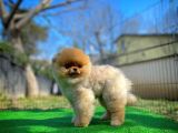 Pomeranian Boo