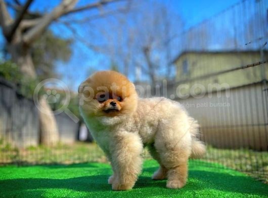 Pomeranian Boo görsel
