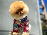 Pomeranian Boo