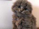 Sıfır Kulak Scottish Fold Bebeklerimiz Uzun Tüylü