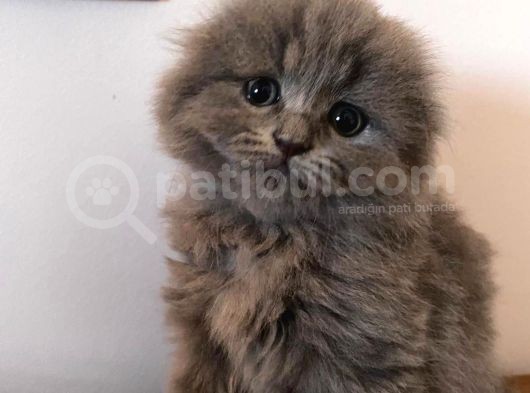 Sıfır Kulak Scottish Fold Bebeklerimiz Uzun Tüylü görsel