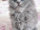 Sıfır Kulak Scottish Fold Bebeklerimiz Uzun Tüylü