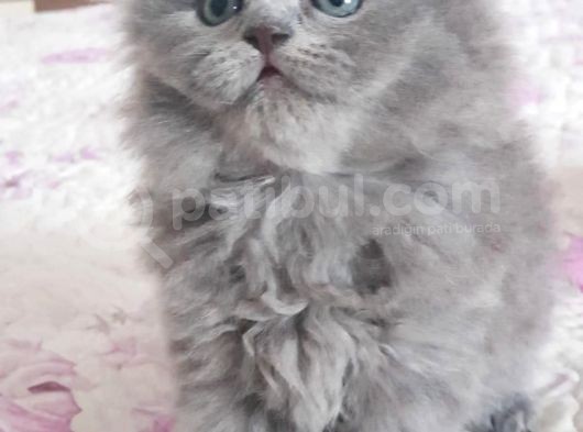 Sıfır Kulak Scottish Fold Bebeklerimiz Uzun Tüylü görsel