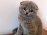 Sıfır Kulak Scottish Fold Bebeklerimiz Kısa Tüylü