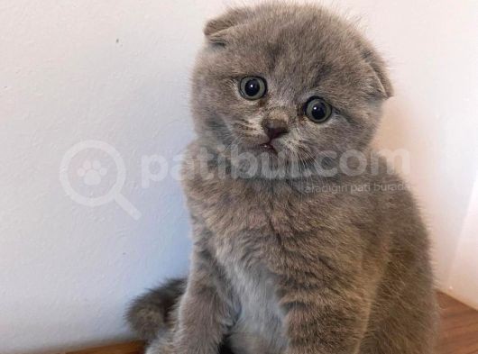 Sıfır Kulak Scottish Fold Bebeklerimiz Kısa Tüylü görsel