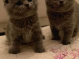 Sıfır Kulak Scottish Fold Bebeklerimiz Kısa Tüylü