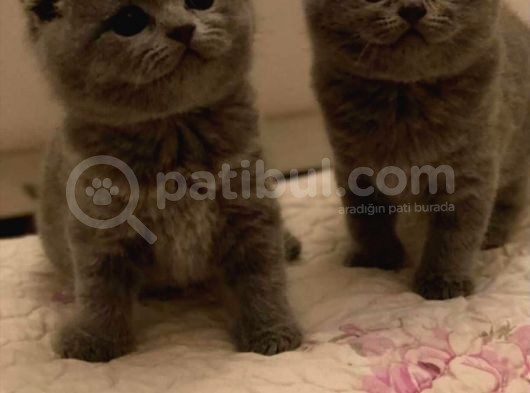 Sıfır Kulak Scottish Fold Bebeklerimiz Kısa Tüylü görsel