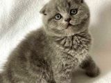 Sıfır Kulak Scottish Fold Bebeklerimiz Kısa Tüylü