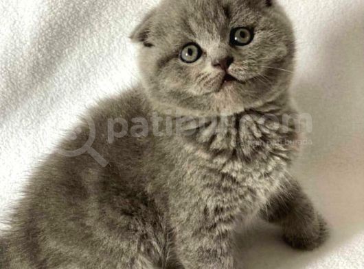 Sıfır Kulak Scottish Fold Bebeklerimiz Kısa Tüylü görsel