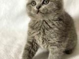 Sıfır Kulak Scottish Fold Bebeklerimiz Kısa Tüylü