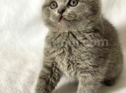 Sıfır Kulak Scottish Fold Bebeklerimiz Kısa Tüylü
