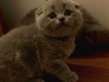 Sıfır Kulak Scottish Fold Bebeklerimiz Kısa Tüylü