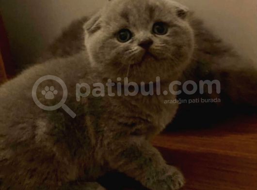 Sıfır Kulak Scottish Fold Bebeklerimiz Kısa Tüylü görsel