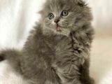Sıfır Kulak Scottish Fold Bebeklerimiz Uzun Tüylü