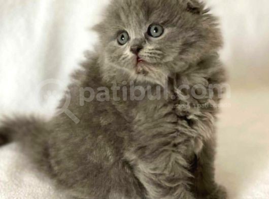Sıfır Kulak Scottish Fold Bebeklerimiz Uzun Tüylü