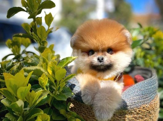 Safkan Ayısurat Pomeranıan Yavrularımız görsel