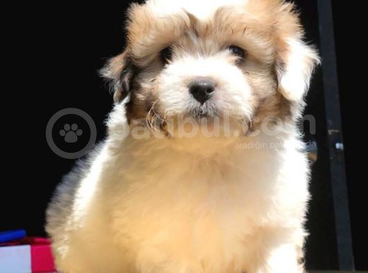 Morkie Yavrularımız Gelmiştir