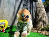 Tüy Dökülmesi Az Olan Pomeranian Yavrularımız