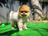 Tüy Dökülmesi Az Olan Pomeranian Yavrularımız