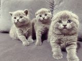 Baby Face Koca Kafa Scoti̇sh&bri̇ti̇sh Yavrular