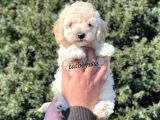 Sağlık Ve Irk Garantili Apricot Erkek Toy Poodle