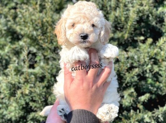 Sağlık Ve Irk Garantili Apricot Erkek Toy Poodle görsel