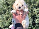 Sağlık Ve Irk Garantili Apricot Erkek Toy Poodle