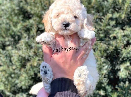 Sağlık Ve Irk Garantili Apricot Erkek Toy Poodle görsel