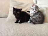 Mükemmel Kalite, Uygun Puan / Dişi ve Erkek