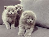 Baby Face Koca Kafa Scoti̇sh&Bri̇ti̇sh Yavrular