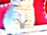 Scottish Fold Lilac Dişi Yavru
