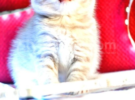 Scottish Fold Lilac Dişi Yavru görsel