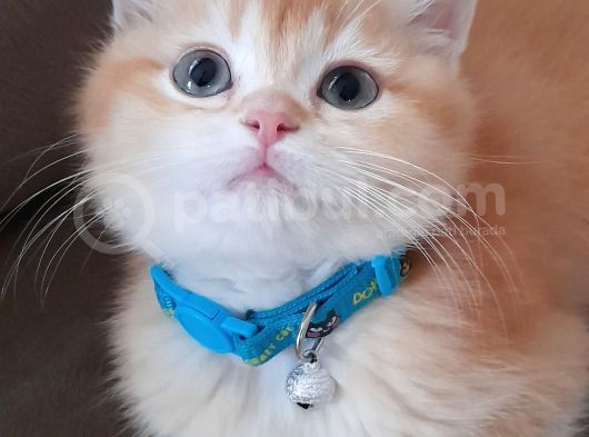 Boncuk Gözlü Golden Yavrumuz Yuvasını Ariyor görsel
