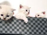 Scottish Fold Blue Yavruları