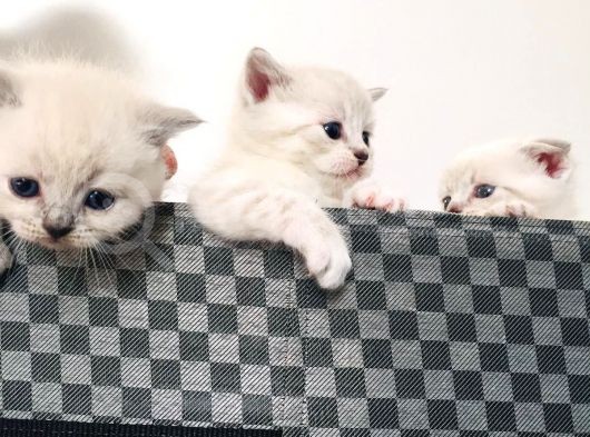 Scottish Fold Blue Yavruları