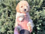 Irk Ve Sağlıklı Garantili Apricot Toy Poodle Dişi Bebeğimiz