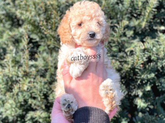 Irk Ve Sağlıklı Garantili Apricot Toy Poodle Dişi Bebeğimiz