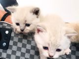 Scottish Fold Blue Yavruları