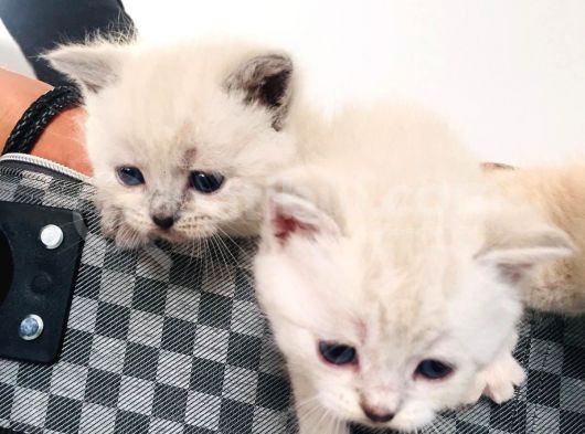 Scottish Fold Blue Yavruları görsel
