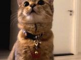 Selam İzmir’den dişi uygun fiyat kedi sahiplenmek istiyorum