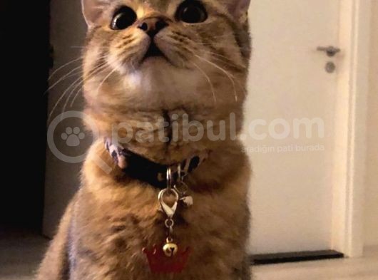Selam İzmir’den Dişi Uygun Fiyat Kedi Sahiplenmek Istiyorum