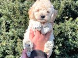 Sağlık Ve Irk Garantili Apricot Erkek Toy Poodle