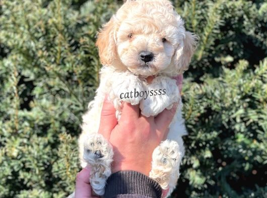 Sağlık Ve Irk Garantili Apricot Erkek Toy Poodle görsel