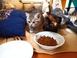 Mükemmel Kalite, Uygun Puan / Dişi Ve Erkek