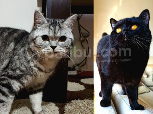 Mükemmel Kalite, Uygun Puan / Dişi Ve Erkek görsel