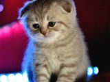 Scottish Fold Lilac Dişi Yavru